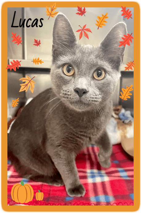 Lucas, a grey cat, is sitting on a blanket with pumpkins.