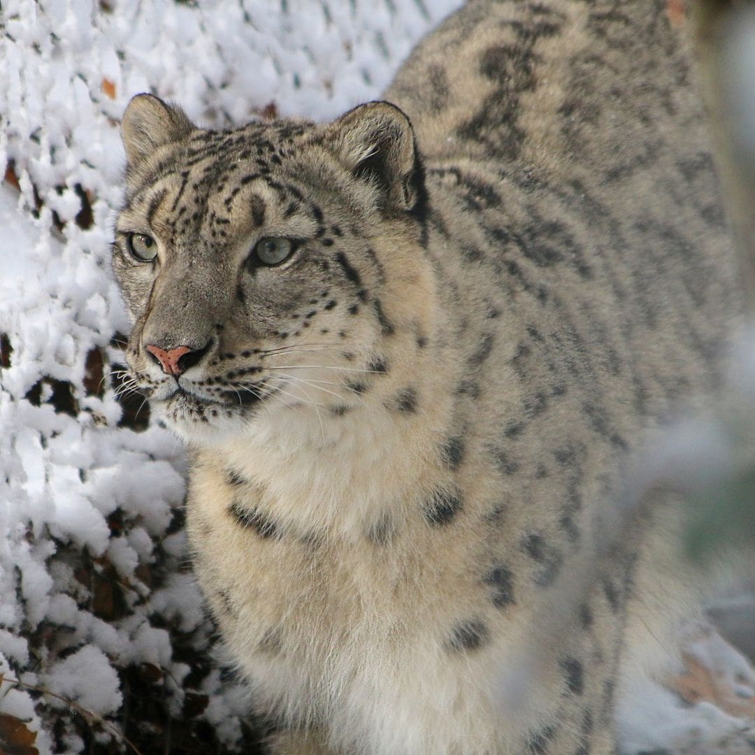 A snow leopard standing in the snow.