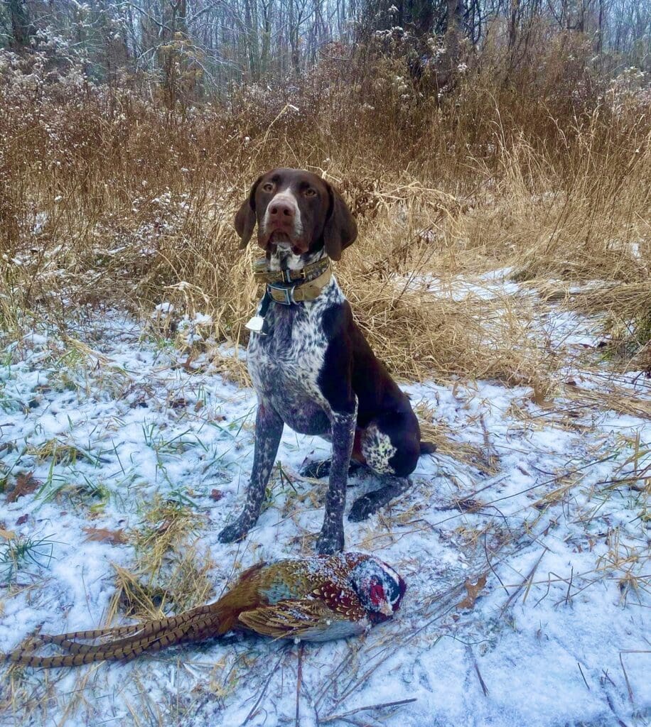 A brown dog sitting in the snow with a pheasant.