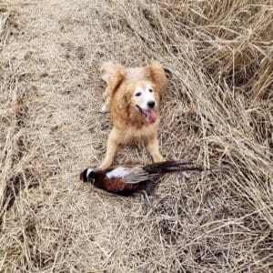 Pheasant hunting with a golden retriever and a pheasant.