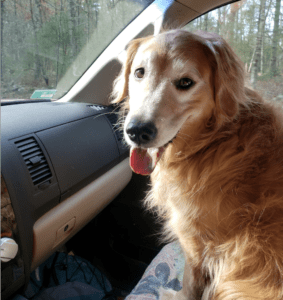 A dog sitting in the back seat of a car.