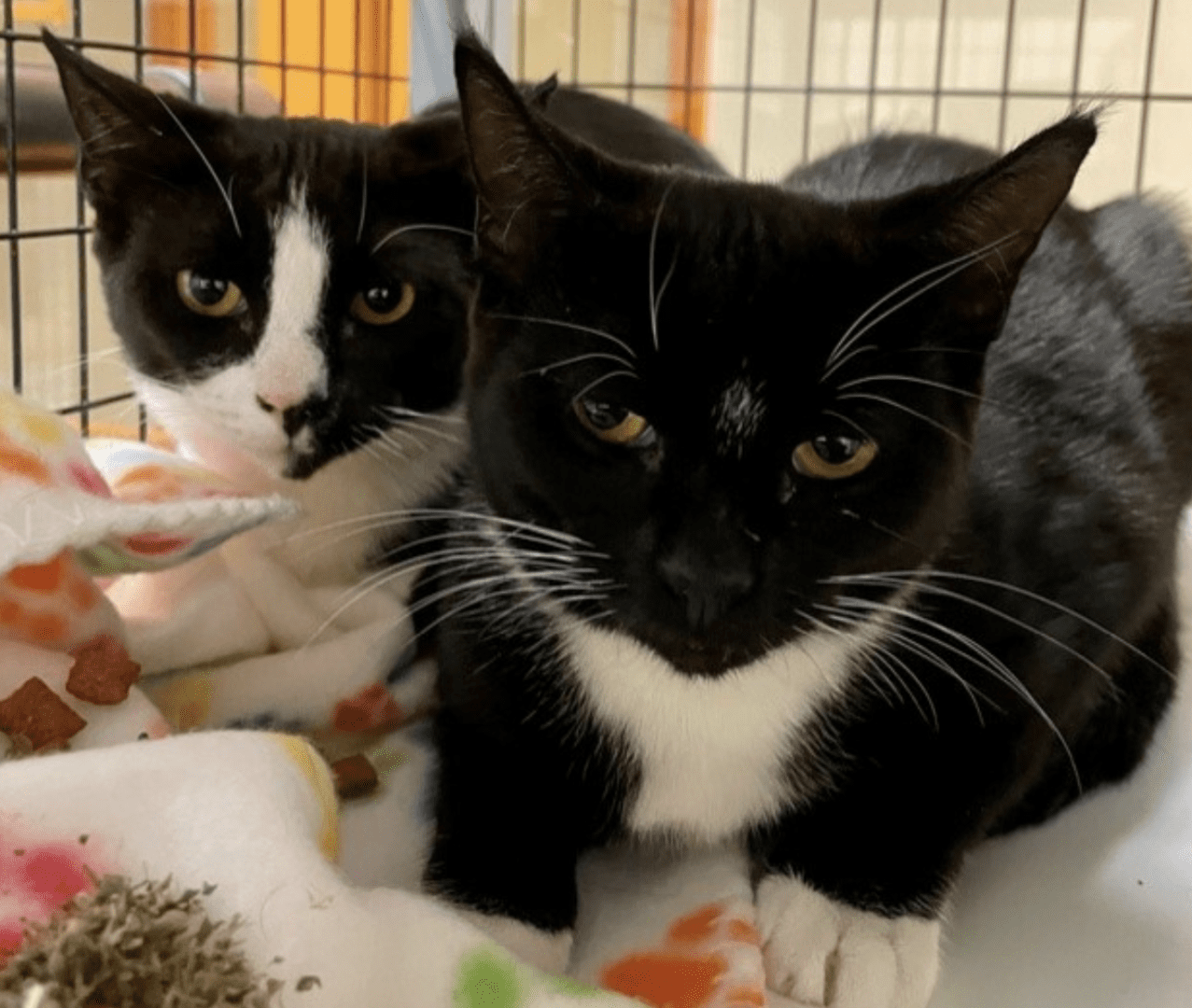 Two black and white cats in a cage.