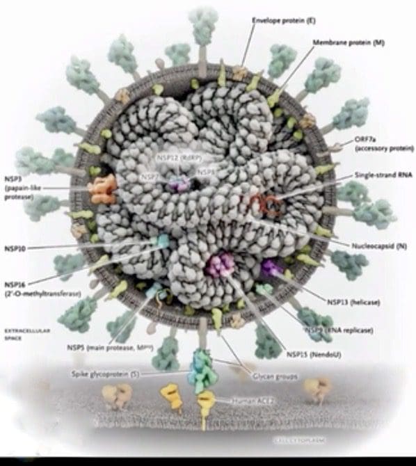 A diagram showing the structure of a coronavirus.