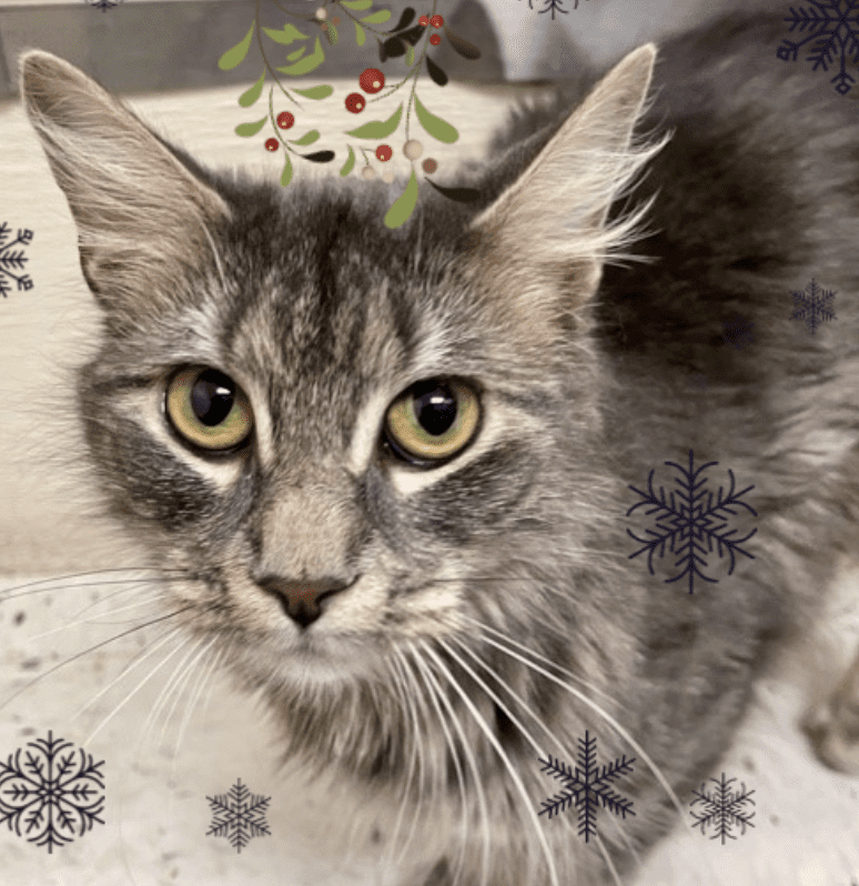 A gray cat with snowflakes on his head.
