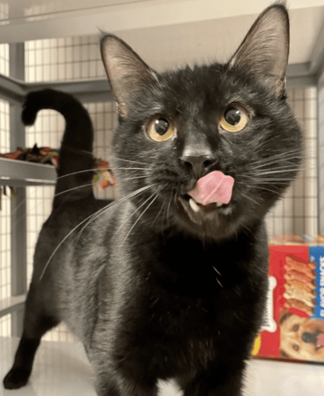 A black cat sticking its tongue out in a cage.