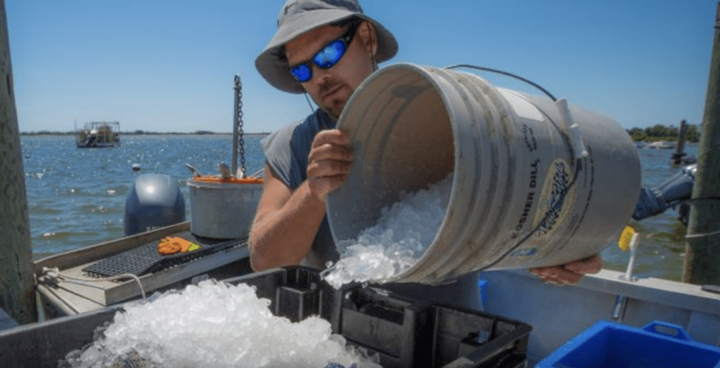 A man pouring ice into a bucket on a boat.