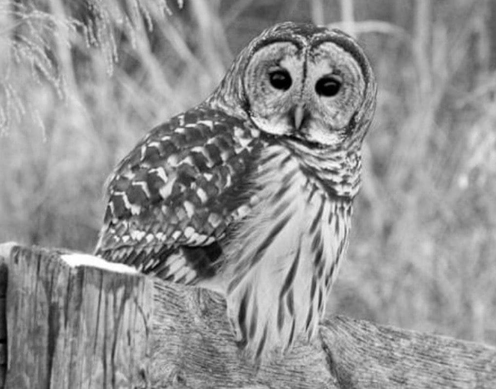 Barred owl sitting on a fence in black and white.