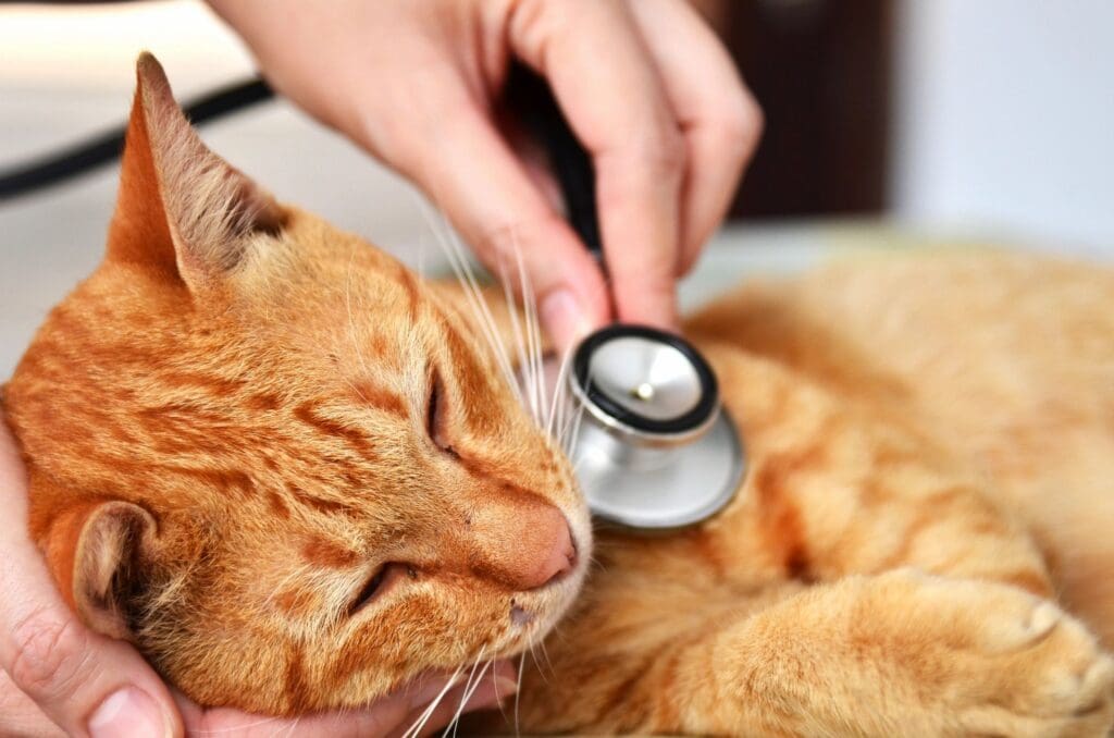 An orange cat being examined with a stethoscope.