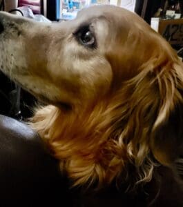 A golden retriever is sitting on a leather couch.
