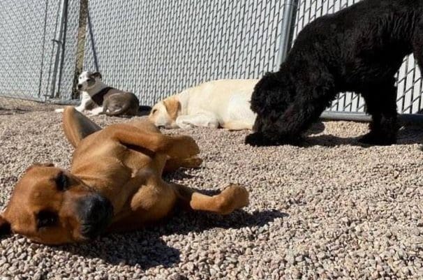 A group of dogs laying on the ground near a fence.