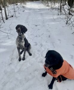 Two dogs standing on a snowy path in an orange jacket.