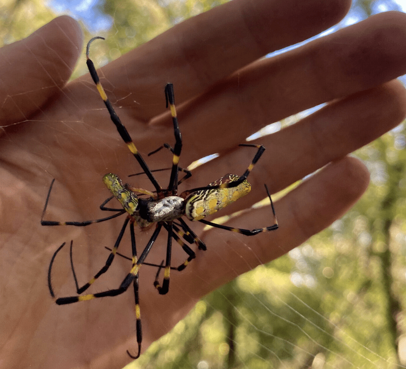 A person's hand holding a large black and yellow spider.