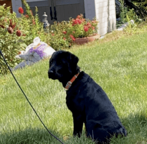 A black labrador retriever sitting on a leash in a yard.