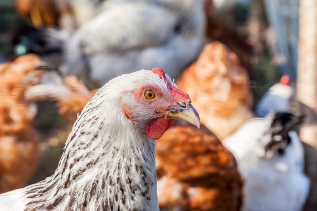 A group of chickens are standing in a pen.