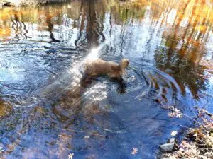 A dog is wading in the water.