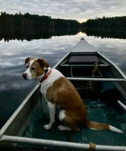 A dog sits on the bow of a canoe.
