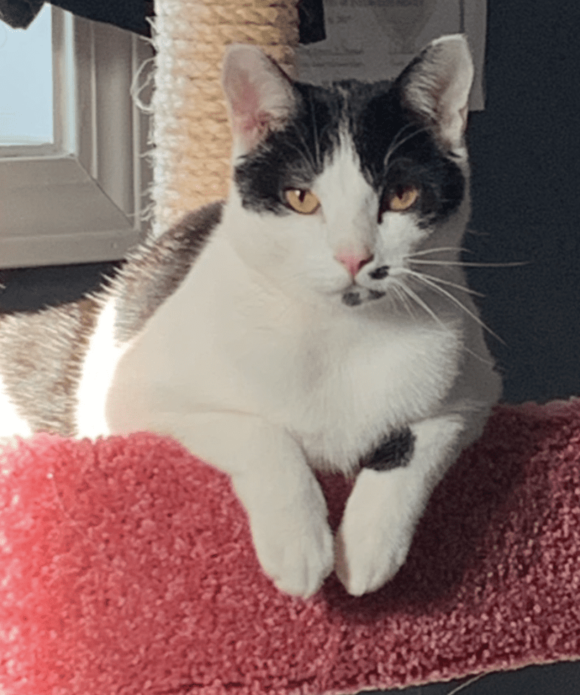 A black and white cat sitting on top of a cat tree.