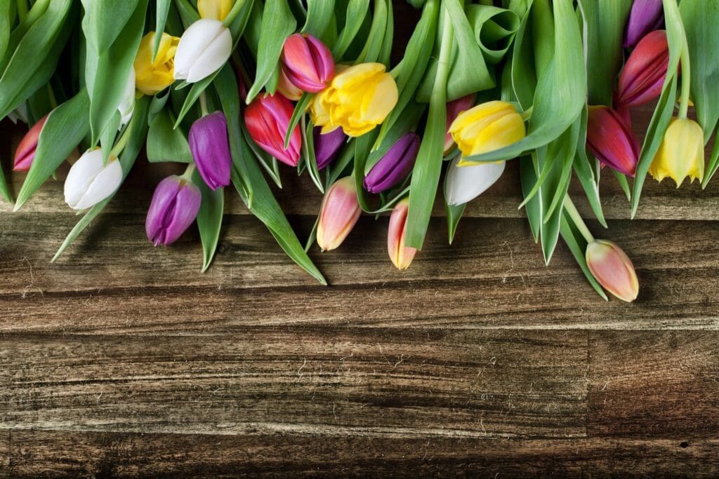 Colorful tulips on a wooden background.