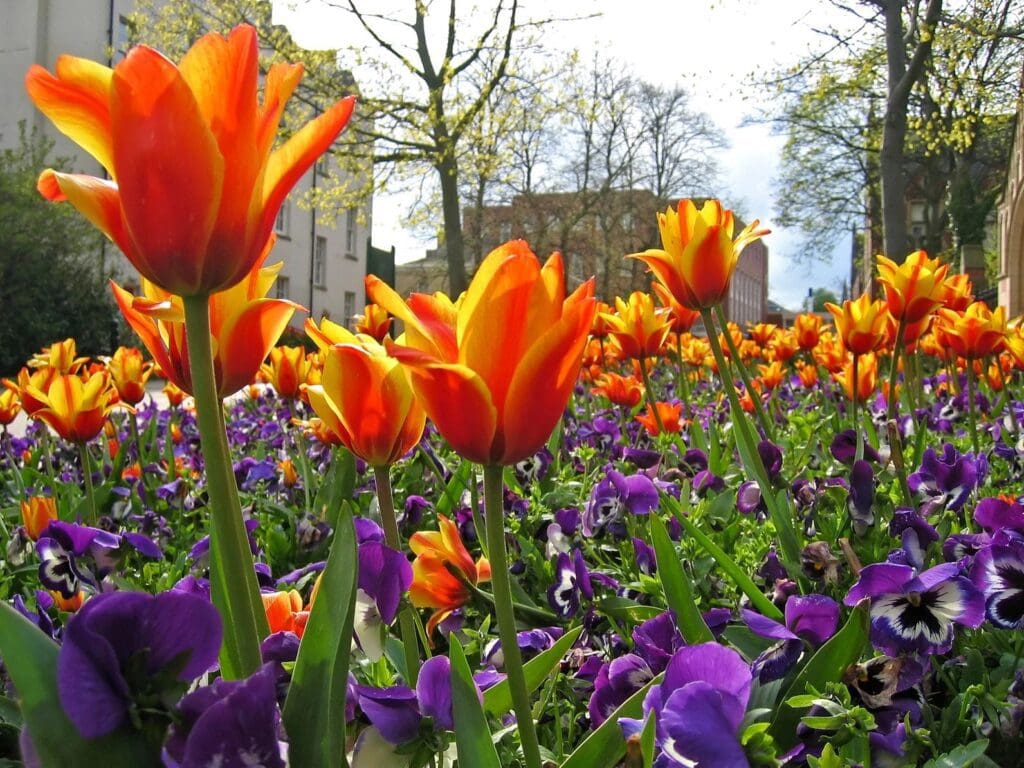 Tulips and pansies in london.
