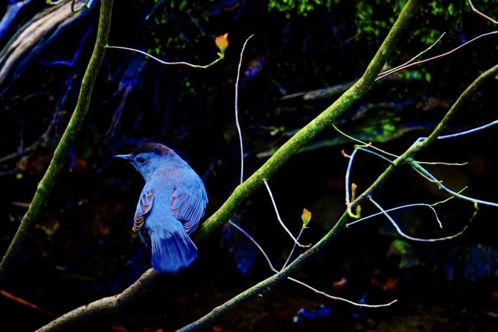 A blue bird perched on a branch.