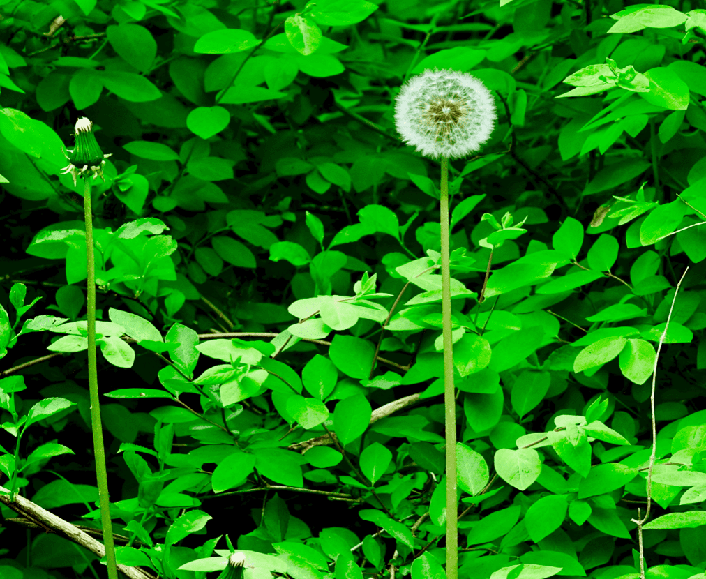 A dandelion in the middle of a green forest.