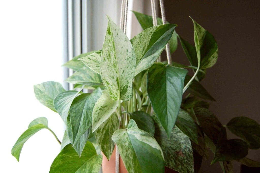A potted plant hanging in front of a window.