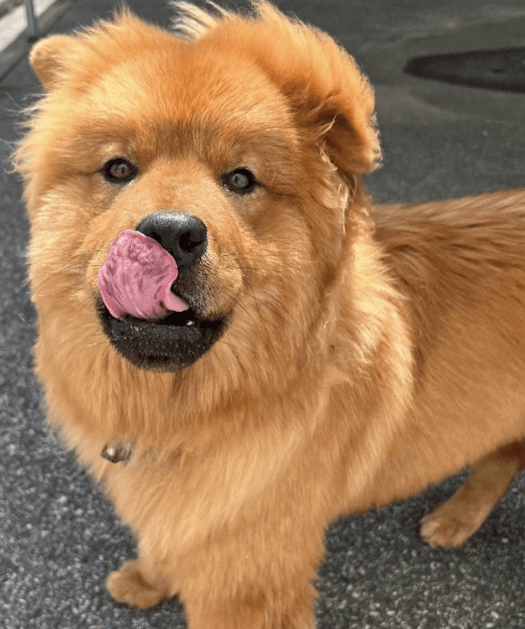 A chow chow dog with a pink tongue sticking out.