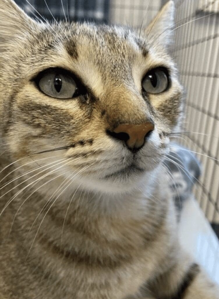 A cat sitting in a cage looking at the camera.