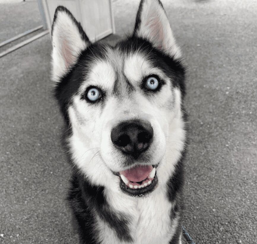 A black and white photo of a husky dog with blue eyes.