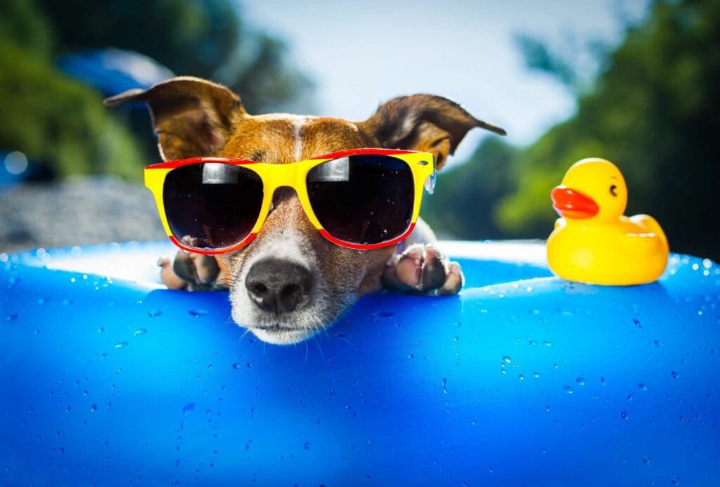 A dog wearing sunglasses and a rubber duck in a pool.