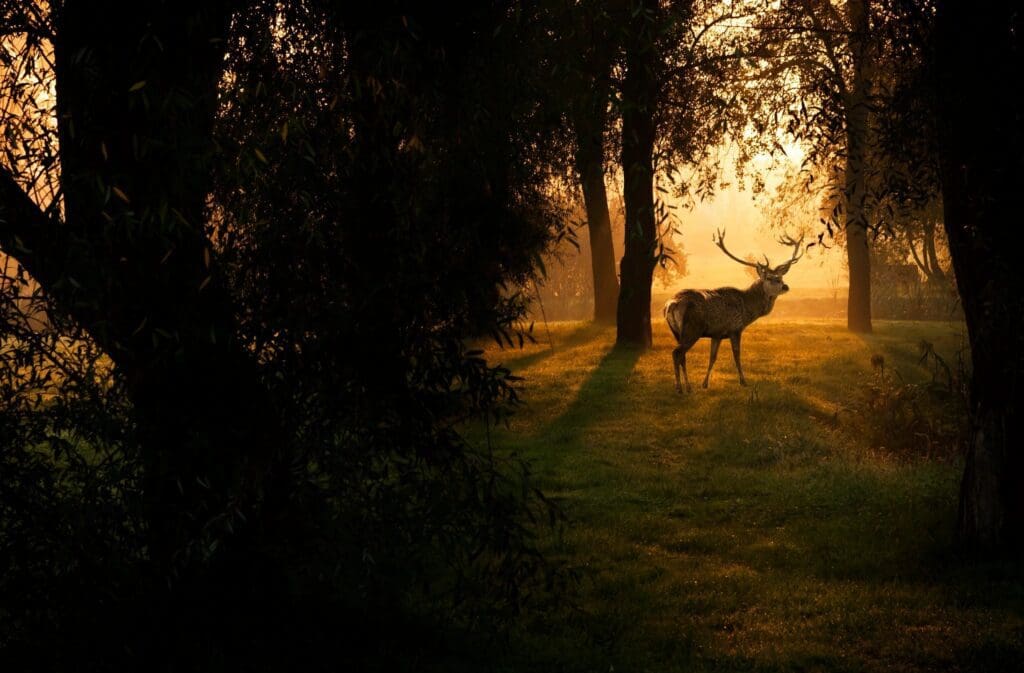 A deer standing in a field with trees in the background.
