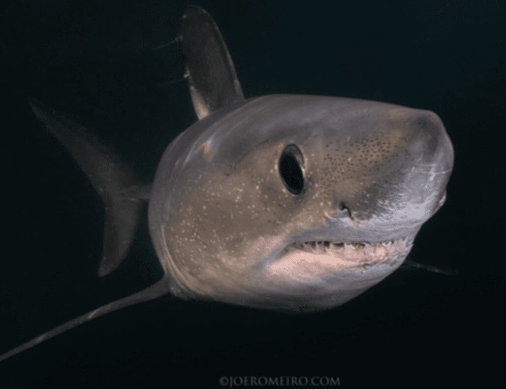 A close up of a shark with its mouth open.