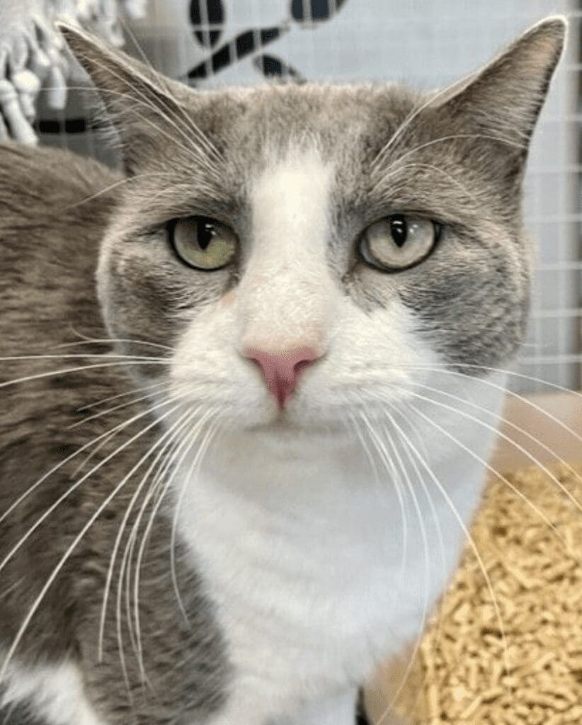 A gray and white cat looking at the camera.
