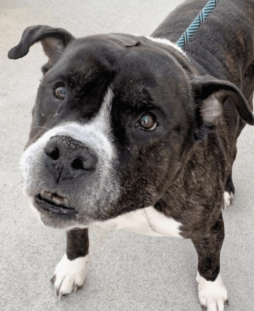 A black and white dog looking at the camera.