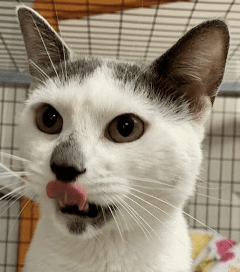 A cat is sticking its tongue out.