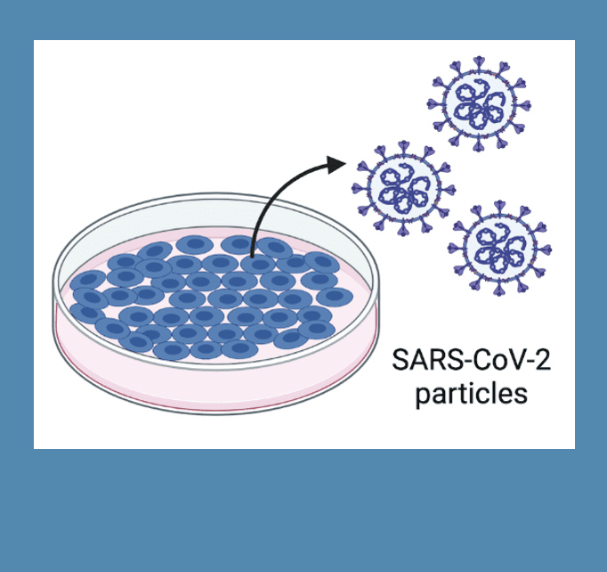 Sars coronavirus 2 particles in a petri dish.