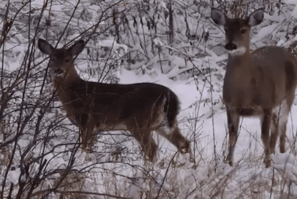 Two deer standing in the snow.