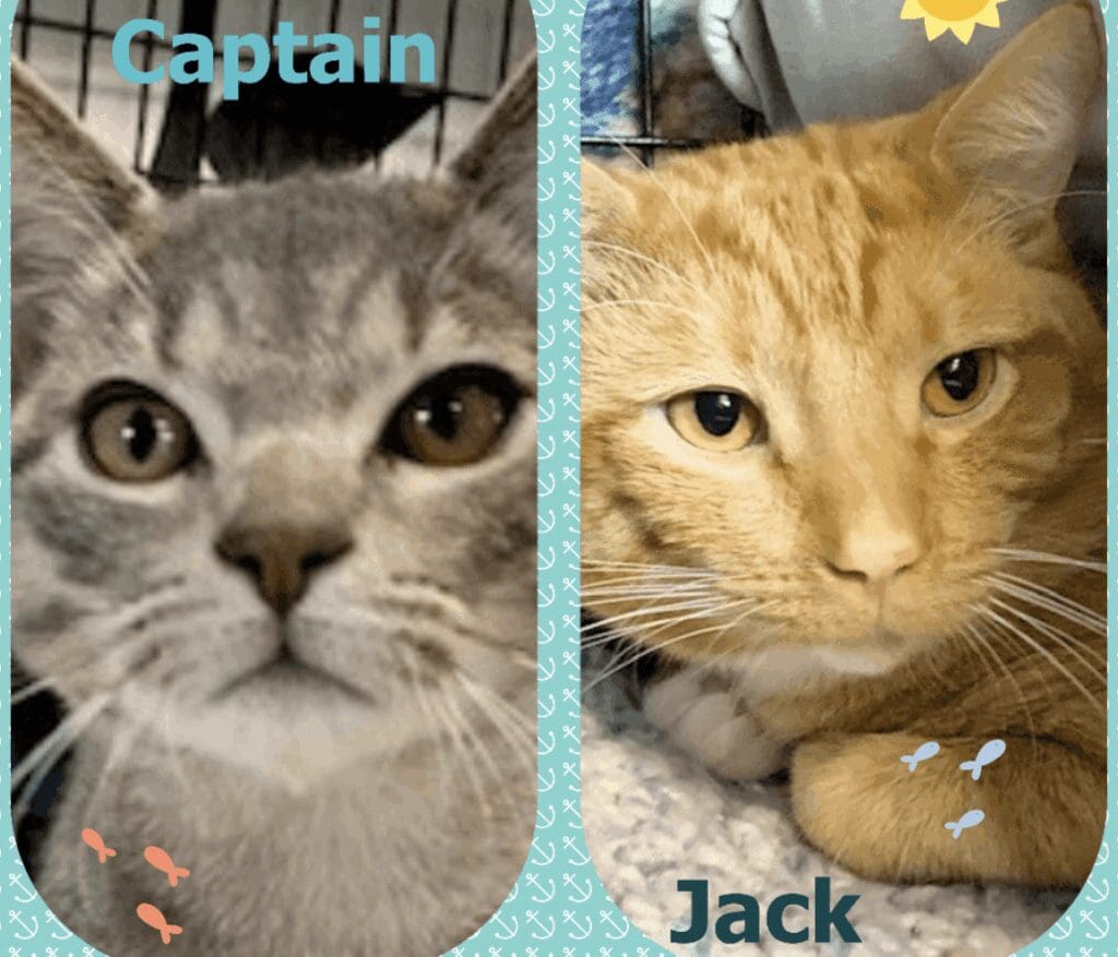 Two cats with the words captain and jack.