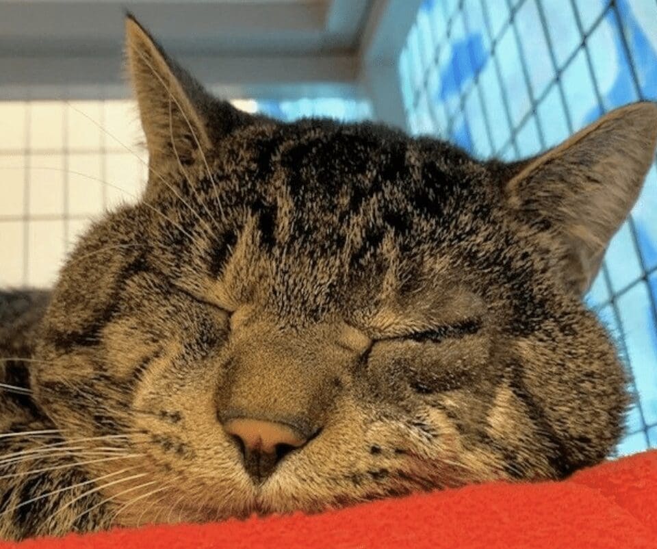 A tabby cat sleeping on a red blanket.