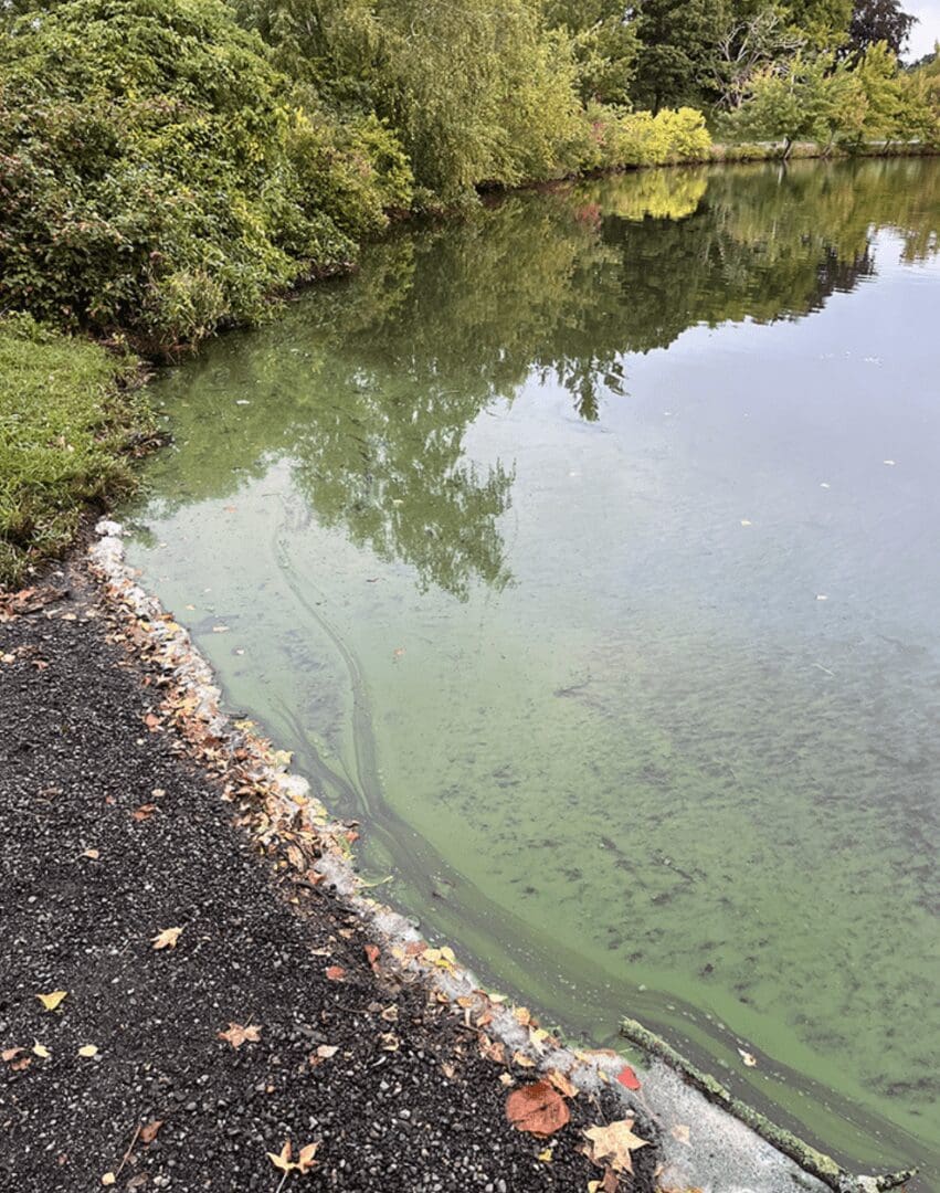 A pond with green algae on the side of it.