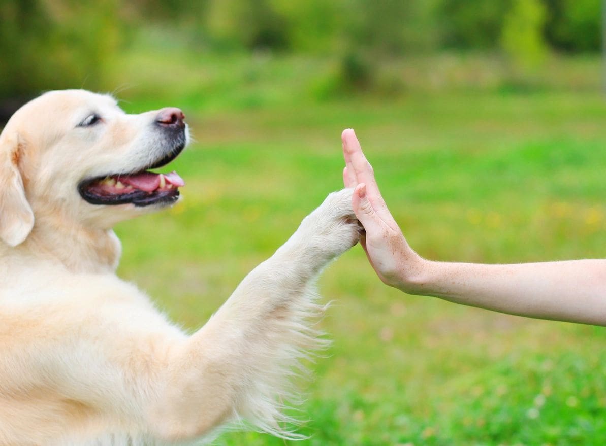 A person giving a dog a high five.