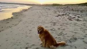 A golden retriever sitting on the beach at sunset.