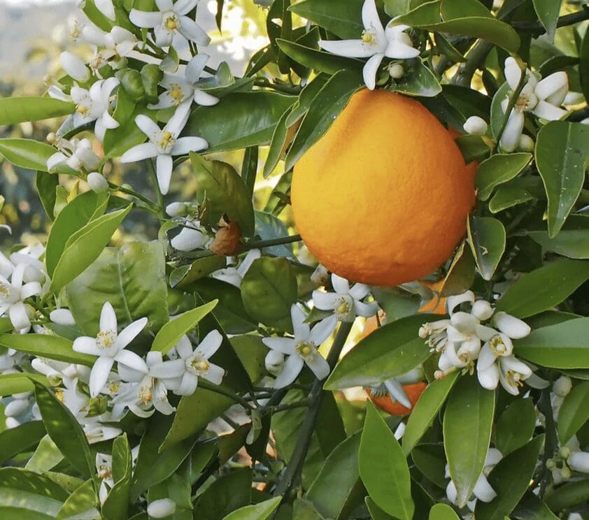 An orange tree with white flowers and oranges.