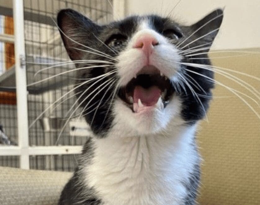 A black and white cat with its mouth open.