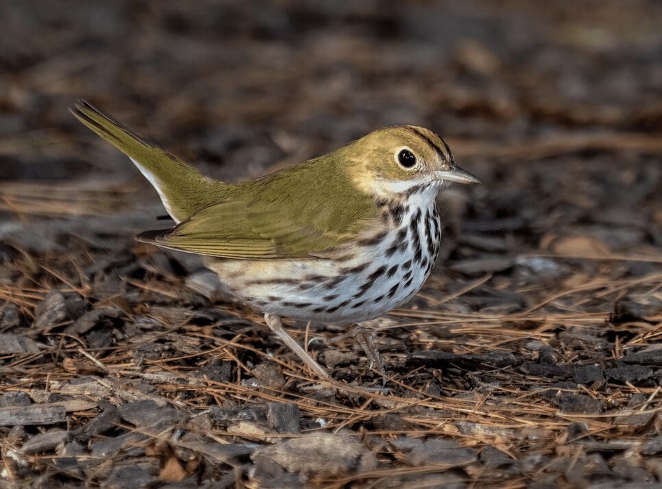 A small green bird standing on the ground.