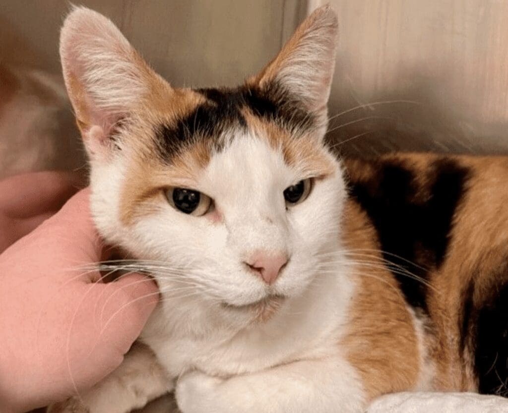 A calico cat is being petted by a person.
