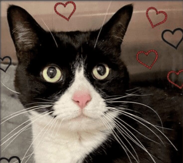 A black and white cat with hearts around it.