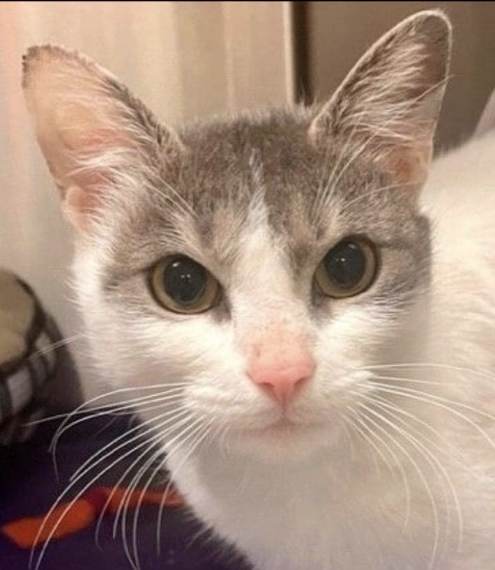 A white and gray cat looking at the camera.