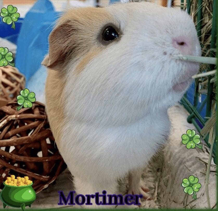 A small guinea with the word mortimer on it, available for pet adoption.