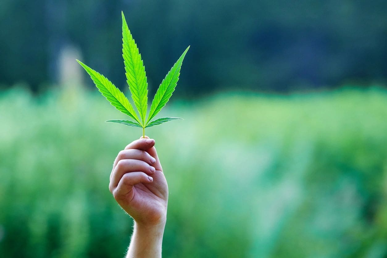 A person's hand holding up a marijuana leaf.